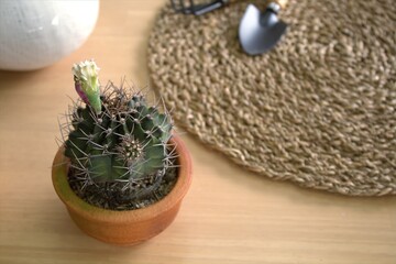 cactus on wooden table