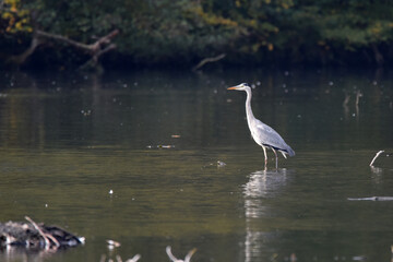 Fischreiher, Graureiher beim Fischfang