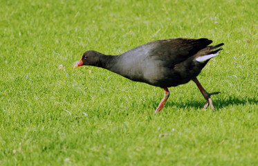 bird running across grass