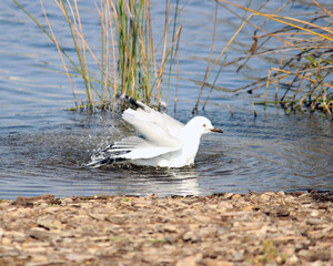seagull splashing clean in the river