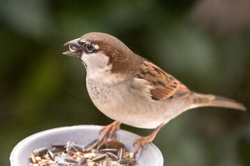Haussperling, Spatz (männl.)