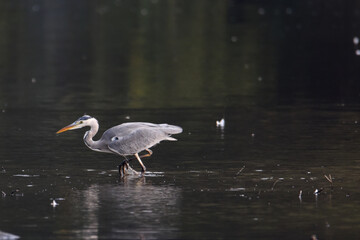 Fischreiher, Graureiher beim Fischfang