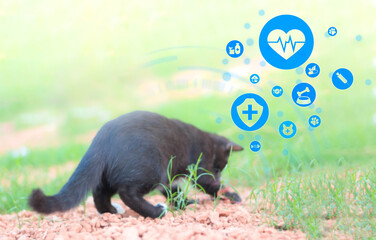 Health and midicine icons on Blurred closeup portrait of a charming young domestic Black cat playing on the floor, playfully looks.  Pets Health care concept with Free space fot text