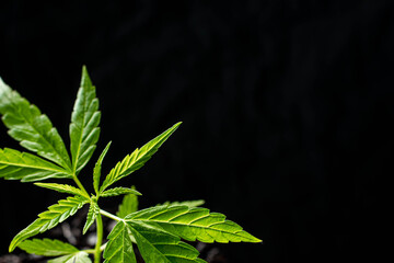 small plant of cannabis seedlings at the stage of vegetation planted in the ground in the sun, exceptions of cultivation an indoor marijuana for medical purposes. Marijuana leaves on dark background.