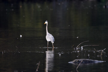 Fischreiher, Graureiher beim Fischfang