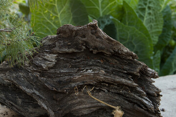 bark of a tree