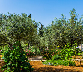 Gethsemane Garden on the Mount of Olives