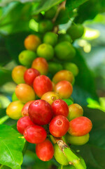 Red berries coffee beans ripen on brunch