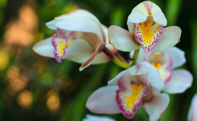 White orchids closeup in flower garden