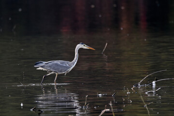 Fischreiher, Graureiher beim Fischfang