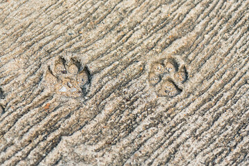 Fototapeta na wymiar The Dog footprints on cement