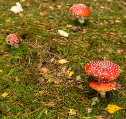 Amanites tue-mouches à Hohrod, France