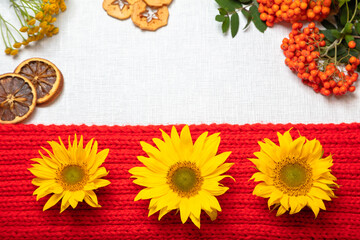 Fototapeta na wymiar Layout on a white background, red balls, yellow flowers, sunflowers, rowan, dry fruits. Autumn background