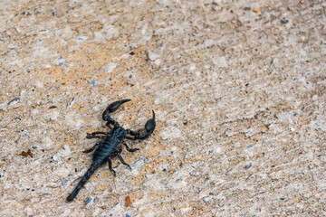 Close-Up Of Scorpion On Ground,Dangerous animal,poison creature,Selective focus.Don't focus on The main subject .