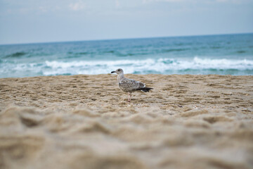seagull on the beach