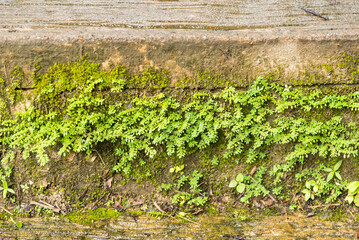 Fototapeta na wymiar moss on stone wall background,nature green plant.Don't focus on The main subject .