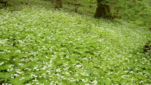 White forest flowers, sweet woodruff blooming in forest glade. Green lawn deep in the woods full of growing bedstraw in May