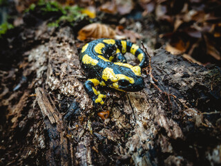 Feuersalamander sitzt auf morschem Holz im Wald