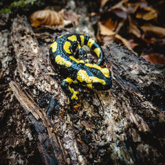 Feuersalamander sitzt auf morschem Holz im Wald