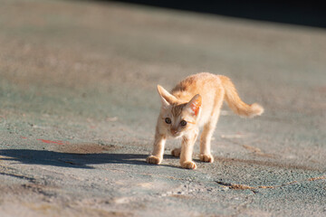 好奇心旺盛な子猫　茶トラ猫