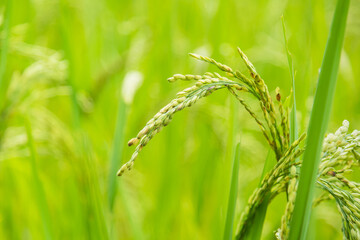 close up of paddy green rice field