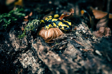 Feuersalamander sitzt auf morschem Holz im Wald