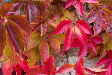 Red virginia creeper on a white wall in autumn season