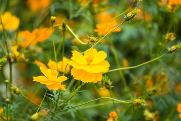 Close up of a Yellow Daisy Flower.Selective focus.