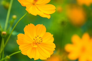 Close up of a Yellow Daisy Flower.Selective focus.