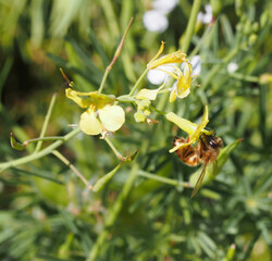 Bee getting pollen from a flower