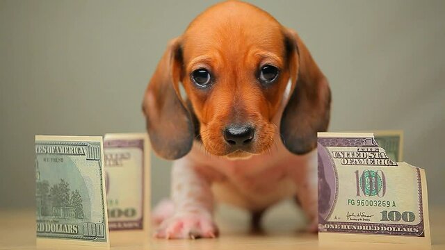 footage of dog money banknote