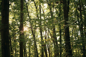 Fototapeta premium Sun rays through the forest.