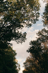 Low angle view of autumnal branches in the park.