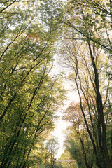 Low angle towards branches and blue sky with clouds