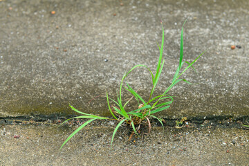Close up of plant growing up from crack