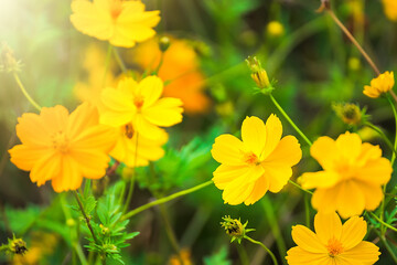 Close up of a Yellow Daisy Flower.Selective focus.