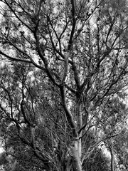 Tree Branches Black and White 