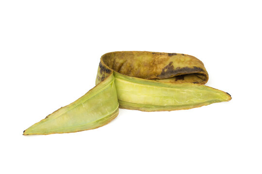 Oroxylum indicum (Broken Bones Tree) on white background.