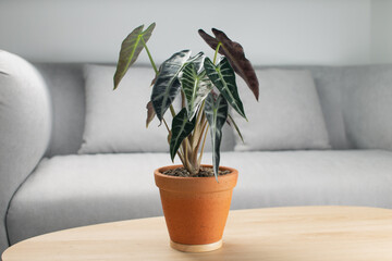 Alocasia sanderiana bull or alocasia bambino in a clay pot