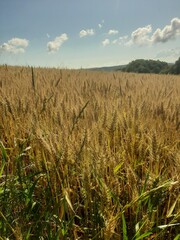 czech wheat corn field in hilly landscape