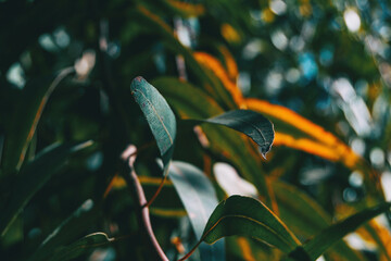 Close-up of some green leaves of hypericum