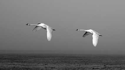 Mute swans approaching for landing