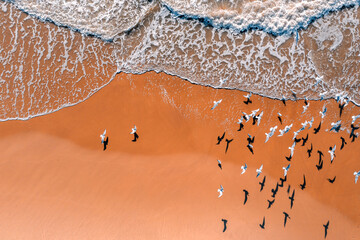 Seagulls fly over the sandy beach. View from above. Sand and waves. Abstract nature landscape background