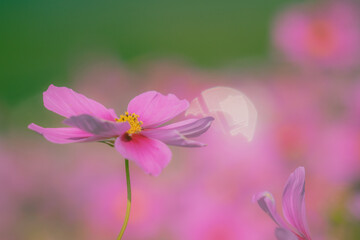 Fototapeta premium ピンク色の秋桜