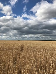 field of wheat