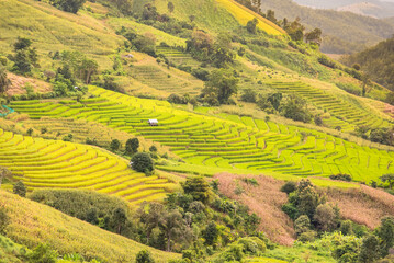 Panorama Aerial View of Pa Bong Piang terraced rice fields, Mae Chaem, Chiang Mai Thailand.
