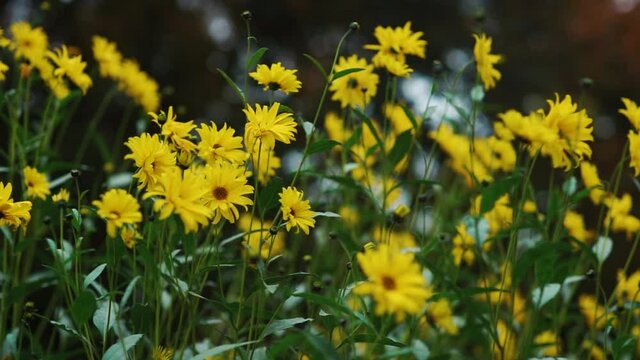 Yellow flowers, Zelazowa Wola Park, Poland, Europe, September 2020, natural park in zelazowa wola. The birthplace of Frederic Chopin composer.
