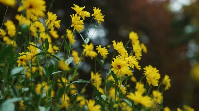 Yellow Flowers,  Zelazowa Wola Park, Poland, Europe, September 2020, natural park in zelazowa wola. The birthplace of Frederic Chopin composer.