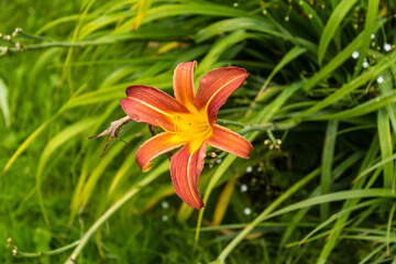 Red daylily  ( Hemerocallis ) on a background of green shoots . Close up . Botanical garden in the middle of summer.