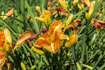Withered red daylilies  ( Hemerocallis ) on a background of green  grass . Close up . Botanical garden in the middle of summer.